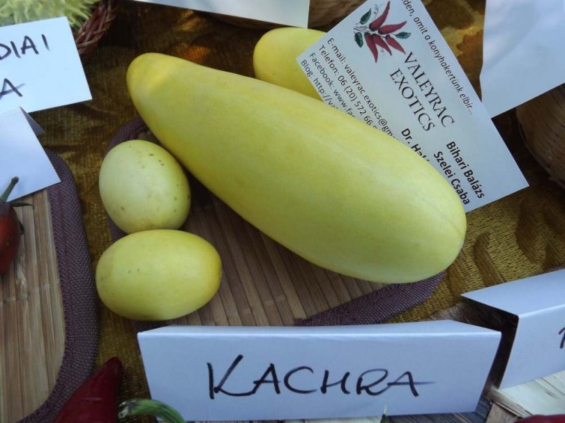 Kachra, indiai dinnyeuborka - Uborka ritkaságok az Egzotikus Növények Stúdiója kínálatában